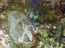 What the heck is this   IMG 7795